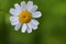 Zinnia Profusion White flower HD wallpaper