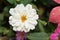 Zinnia Profusion White flower HD wallpaper