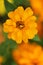 Zinnia Profusion Yellow flower on the natural background