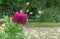 Zinnia purple graceful blooms in the summer garden