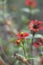 Zinnia Red Spider