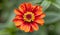 Zinnia\\\'s Center: Capturing Intricate Floral Details Up Close. Flowers Background