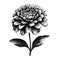 Zinnia Silhouette: Detailed Realism In Black And White