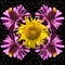 Zinnia and Sunflower Kaleidoscope