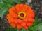 Zinnia Thumbelina . Dwarf zinnia  Zinnia elegans  with double red flower