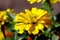 Zinnia yellow color in the garden