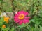 zinnia yellow flowers in the garden