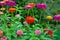 Zinnias of all colors blooming in summer garden