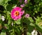 Zinnias are annual plants, shrubs and sub-shrubs growing mainly in North America, Zinnias can be white, greenish yellow, yellow,