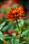 Zinnias are annual plants, shrubs and sub-shrubs growing mainly in North America, Zinnias can be white, greenish yellow, yellow,