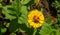 Zinnias are annual plants, shrubs and sub-shrubs growing mainly in North America, Zinnias can be white, greenish yellow, yellow,