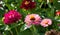 Zinnias are annual plants, shrubs and sub-shrubs growing mainly in North America, Zinnias can be white, greenish yellow, yellow,