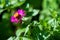 Zinnias are annual plants, shrubs and sub-shrubs growing mainly in North America, Zinnias can be white, greenish yellow, yellow,