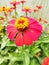 Zinnias backgrounds flower