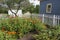 Zinnias Flowers in Full Bloom with White Picket Fence