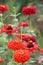 Zinnias (Majors) are blooming in a flower bed in the garden