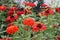 Zinnias (Majors) are blooming in a flower bed in the garden