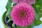 Zinnias are popular garden flowers because they come in a wide range of flower colors