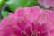 Zinnias are popular garden flowers because they come in a wide range of flower colors