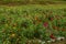 Zinnias and sunflowers in a farm field