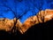 Zion National Park Canyon Walls Color Trees Silhouette