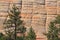 Zion National Park, Details of Checkerboard Mesa behind Pines, Southwest Desert, Utah, USA