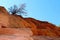 Zion National Park Landscape