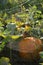 Zipper spider in web in pumpkin patch