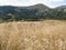 Zirbitzkogel - Panoramic view of alpine lake Winterleitensee surrounded by swamp, reed and fir forest near Zirbitzkogel