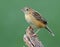 Zitting cisticola