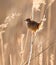 Zitting Cisticola against the light