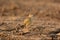 Zitting Cisticola (Cisticola juncidis)