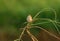 Zitting Cisticola (Cisticola juncidis)