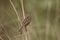 Zitting cisticola or fan-tailed warbler, Cisticola juncidis