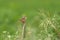 Zitting cisticola or Fantail warbler in grassland meadow