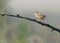 Zitting cisticola juvenile no tail feathers