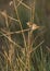 Zitting Cisticola on a reedbed