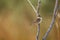 The zitting cisticola or streaked fantail warbler bird sits on a dry tree branch