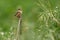 Zitting cisticola or Streaked fantail warbler Cisticola juncidis