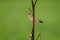 Zitting cisticola or Streaked fantail warbler Cisticola juncidis