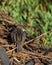 Zitting Cisticola, Streaked Fantail Warbler, Cisticola juncidis, Morocco