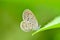 Zizeeria matsumura okinawana butterfly