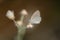 Zizina otis sangra Moore, 1865 , Butterflies perched on dry flowers in nature on blur background