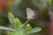 Zizina otis sangra Moore, 1865 , Lesser Grass Blue , .Butterfly on the tip of a leaf in the garden against a blurry background