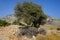 Ziziphus lotus tree growing on Lardos hill in August. Rhodes Island, Greece