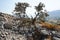 Ziziphus lotus tree growing on Lardos hill in August. Rhodes Island, Greece