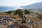 Ziziphus lotus tree growing on Lardos hill in August. Rhodes Island, Greece