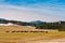 Zlatibor meadows with sheeps