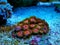 Zoanthids soft polyps - Flowers of the reef aquarium tanks