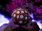 Zoanthids soft polyps - Flowers of the reef aquarium tanks